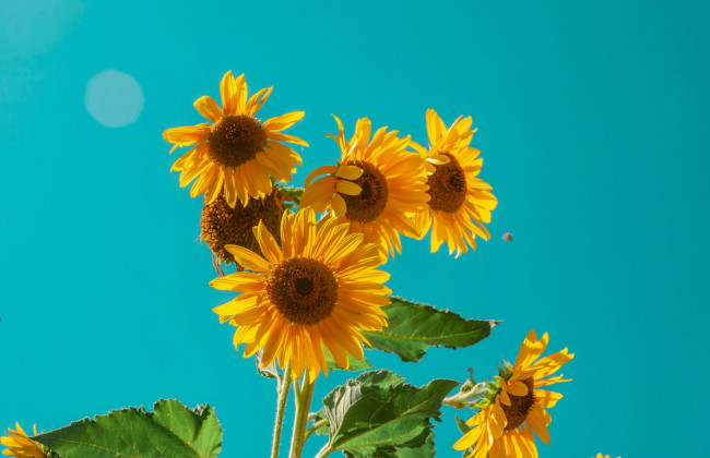 Киев побил три температурных рекорда