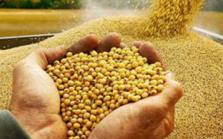Не уплатил более 15 млн грн налогов за экспорт сельхозпродукции: будут судить финдиректора предприятия