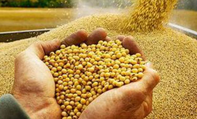 Не уплатил более 15 млн грн налогов за экспорт сельхозпродукции: будут судить финдиректора предприятия