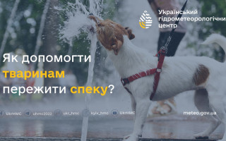 Как помочь животным пережить жару – что советуют