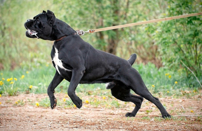 На Житомирщине арестовали мужчину, который нападал на людей, избивал их и травил собакой породы кане-корсо