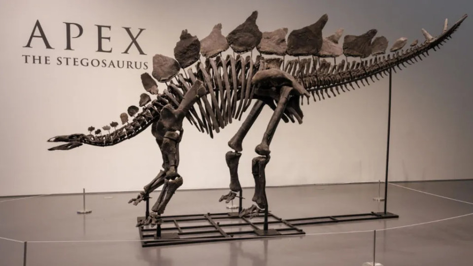 Скелет динозавра Апекса продали на аукционе за рекордные $44,6 млн
