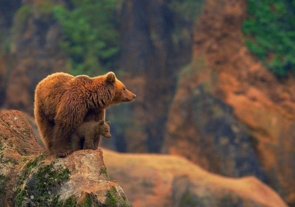 Пограничники предупредили об опасных четвероногих «жителях» Карпат
