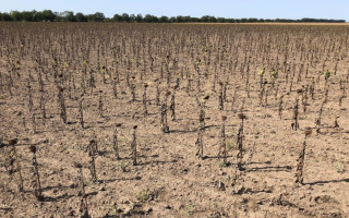 Аномальная жара в южных областях Украины грозит дефицитом овощей