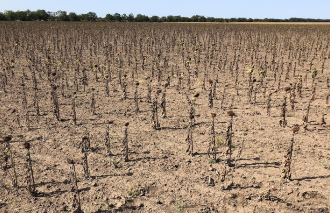 Аномальная жара в южных областях Украины грозит дефицитом овощей