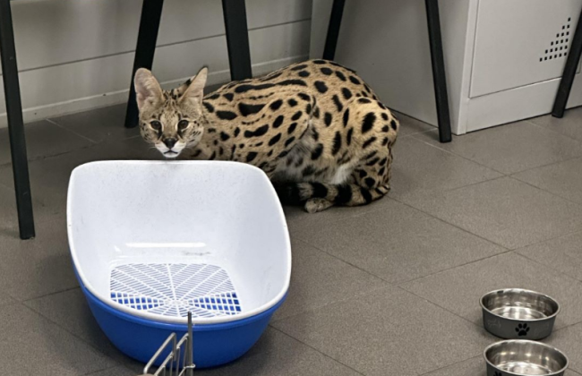 Украинка пыталась ввезти в Польшу сервала под видом домашнего кота