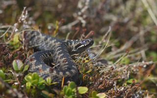 В Минздраве напомнили, какие ядовитые змеи живут в Украине и как поступать при укусе