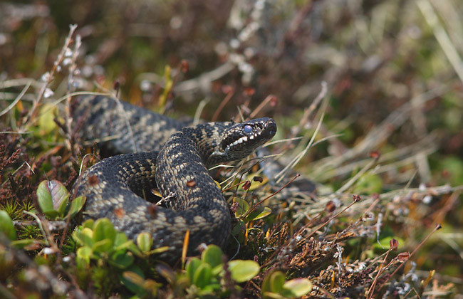 В Минздраве напомнили, какие ядовитые змеи живут в Украине и как поступать при укусе