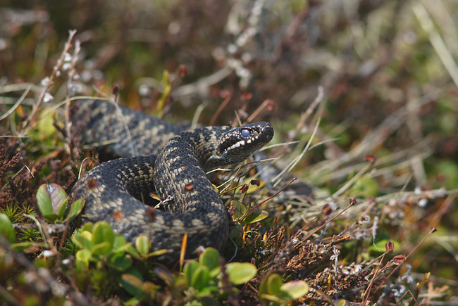 У МОЗ нагадали, які отруйні змії живуть в Україні та як діяти при укусі