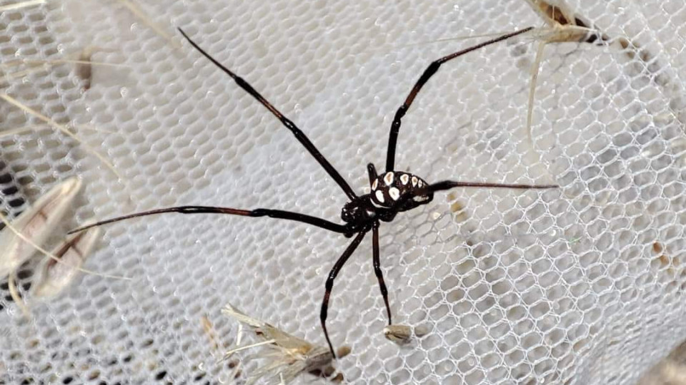 На узбережжі Одещини виявили смертоносних павуків каракуртів