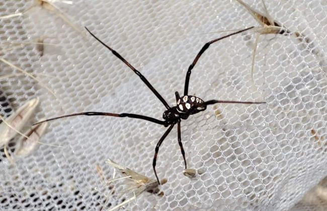 На побережье Одесской области обнаружили смертоносных пауков каракуртов