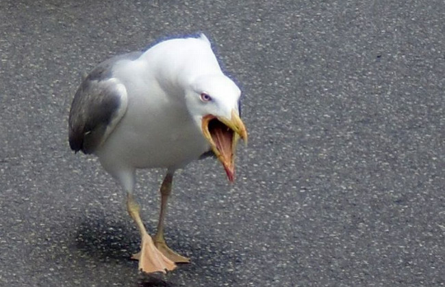 Агрессивные чайки атакуют больницы в Амстердаме