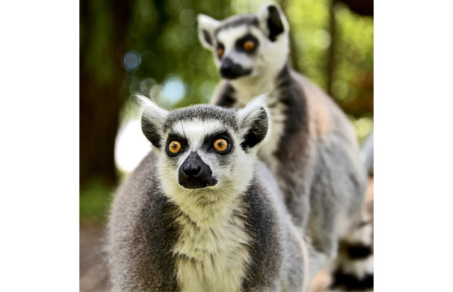 В Киеве кошачьи лемуры переехали в собственный дом посреди озера, фото и видео