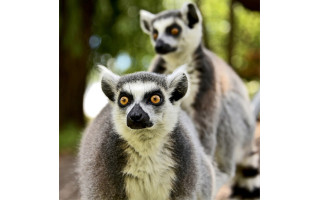 У Києві котячі лемури переїхали до власної садиби посеред озера, фото та відео