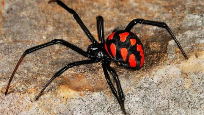 На Одещині чоловік потрапив до реанімації через укус павука каракурта