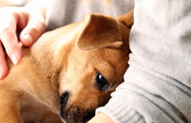 Собаки могут чувствовать запах человеческого стресса, – результаты исследования