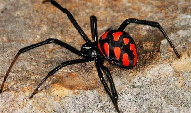 В Одесской области мужчина попал в реанимацию из-за укуса паука каракурта