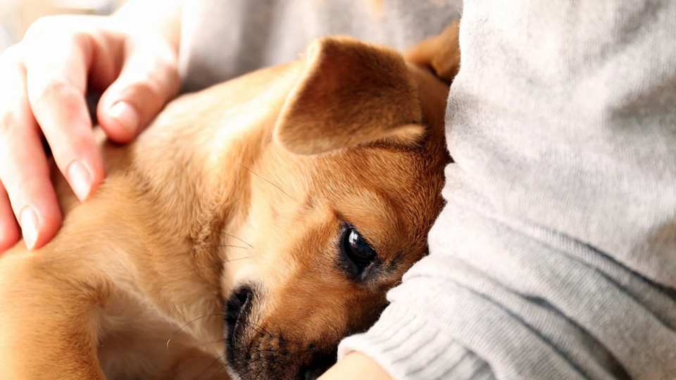 Собаки могут чувствовать запах человеческого стресса, – результаты исследования