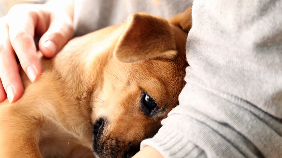 Вчені з'ясували, що собаки здатні відчувати запах людського стресу