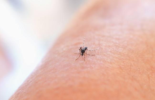 В Минздраве предупредили о фейке и опровергли информацию о распространении лихорадки Денге в Украине