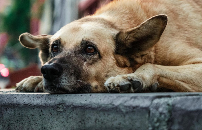 Турция приняли закон, который сократит количество бездомных животных