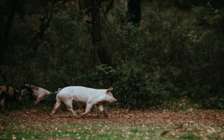 У двох територіальних громадах Полтавщини виявили африканську чуму свиней