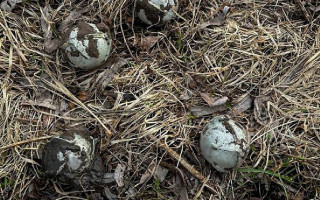 Очень опасны: в ГСЧС показали шариковые авиабомбы, похожие на серебристые мячики