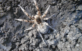 Под Киевом нашли ядовитого тарантула: Минздрав опроверг фейк