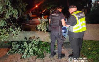 Одна из пострадавших из-за падения дерева в парке Шевченко в Киеве умерла в больнице – полиция