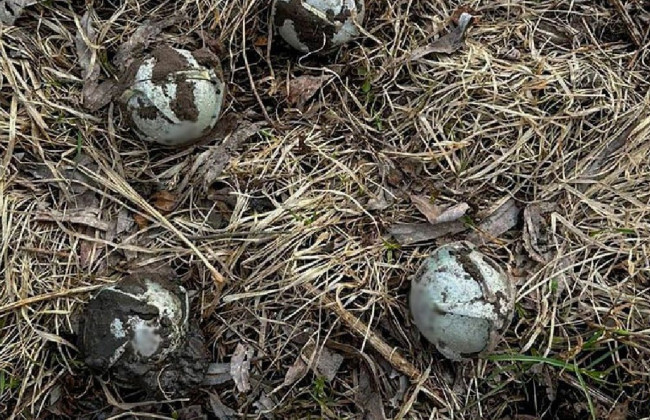 Очень опасны: в ГСЧС показали шариковые авиабомбы, похожие на серебристые мячики