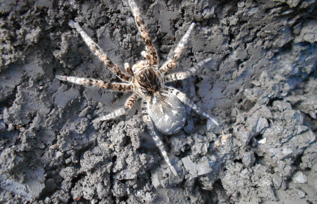 Под Киевом нашли ядовитого тарантула: Минздрав опроверг фейк