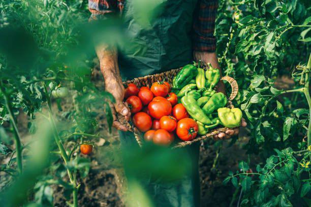 Минагрополитики призвало пересмотреть бронирование работников отраслей садоводства и овощеводства