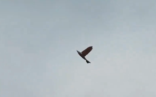 В Китае создали дрон-разведчик, напоминающий настоящую птицу: видео