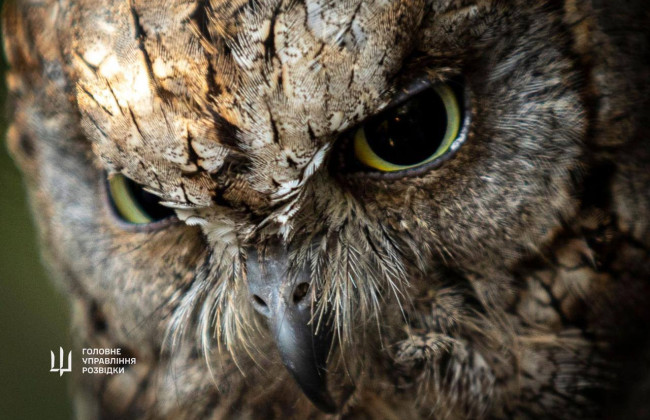 В Киевском зоопарке появились новые жители – «штатные» совы ГУР МО Украины