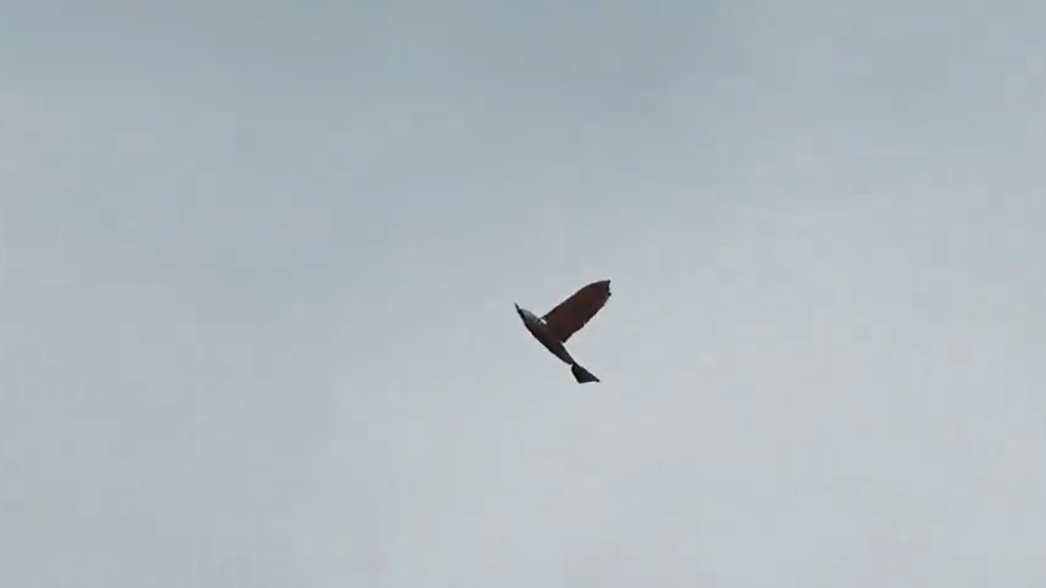 У Китаї створили дрон-розвідник, який нагадує справжнього птаха: відео