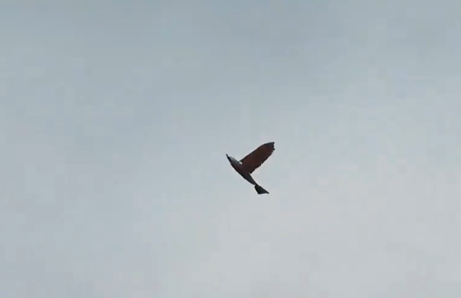 У Китаї створили дрон-розвідник, який нагадує справжнього птаха: відео