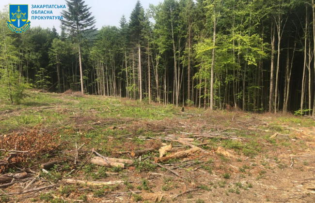 Ущерб 2 млн: лесники на Закарпатье уничтожали деревья под видом санитарных рубок