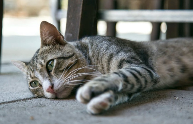 Ученые установили, что коты горюют после смерти других животных в доме