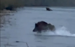 Пограничники показали видео необычного беглеца через Тису в Румынию, которого останавливать не стали