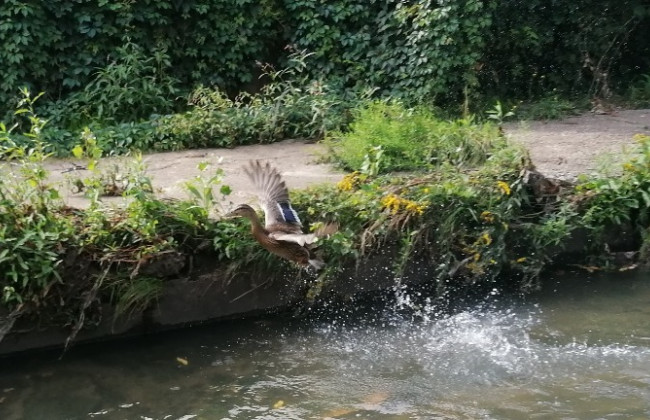 Сохранят или закроют в бетонный коллектор реку Лыбидь, – Кличко резко отреагировал