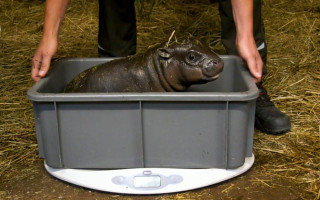 У зоопарк у Берліні шукають спеціаліста з купання бегемотів і будівельника ліжечок для панд