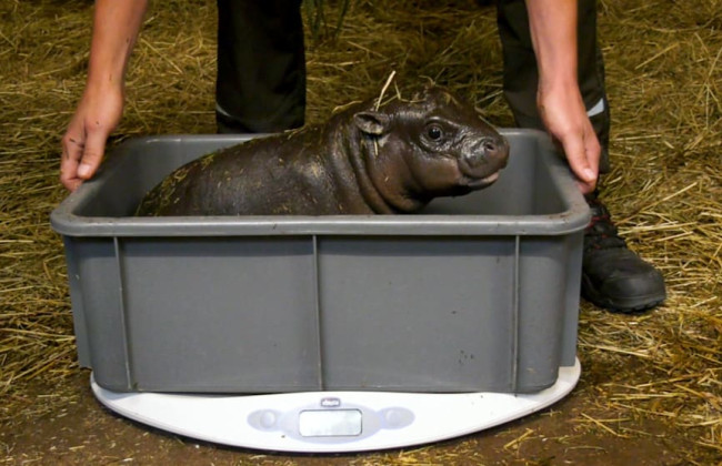 В зоопарк в Берлине ищут специалиста по купанию бегемотов и строителя кроваток для панд