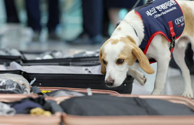 У Південній Кореї спеціально навчений пес винюхує клопів у валізах спортсменів, які повертаються з Олімпіади в Парижі