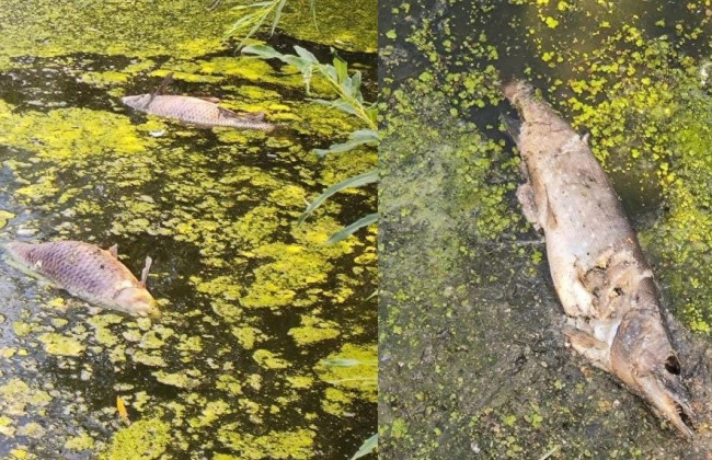 На Львовщине в реке Ракитная массово гибнет рыба: прокуроры начали расследование