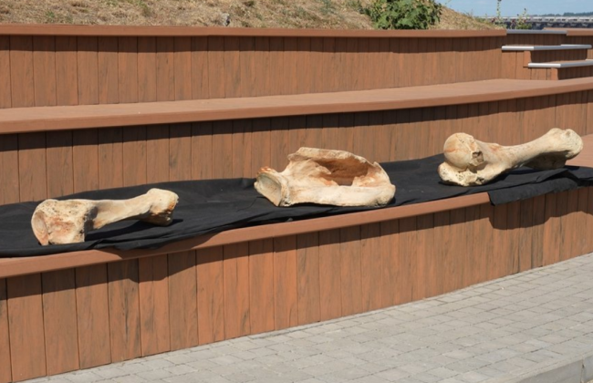 В Запорожье местный нашел останки мамонта на берегу Днепра