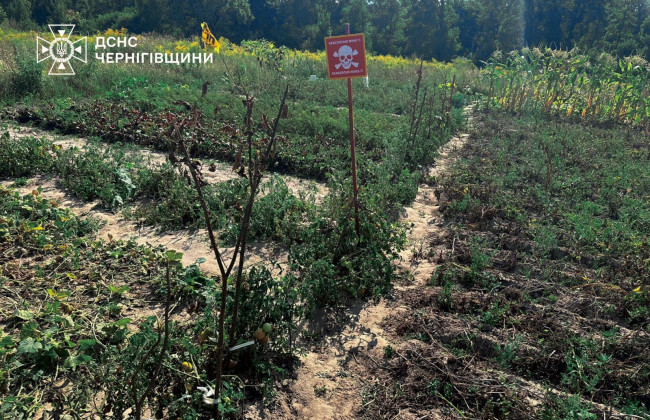 Саперы в шоке – на Черниговщине местные подвязывают овощи табличками о минах