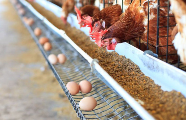 Болгария требует защиты от ЕС на фоне чрезмерного импорта яиц из Украины