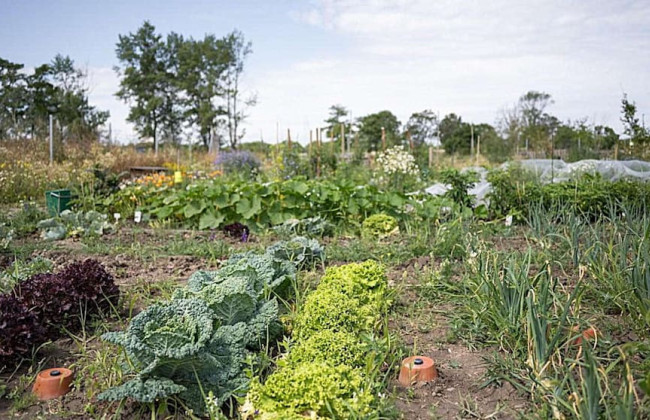 В Вене люди превратили кладбища в огороды, где выращивают овощи и фрукты