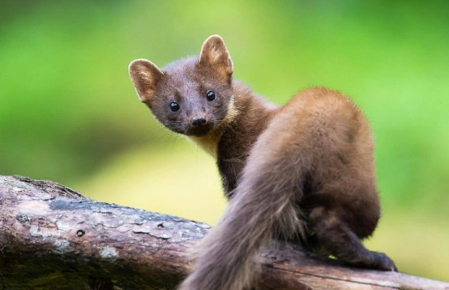 Голодная куница обесточила два города в Германии и оставила около 130 тысяч человек без света