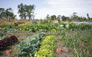 У Відні люди перетворили цвинтарі на городи, де вирощують овочі та фрукти